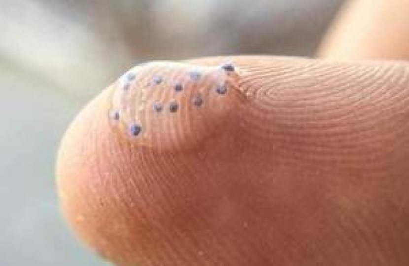 microbeads